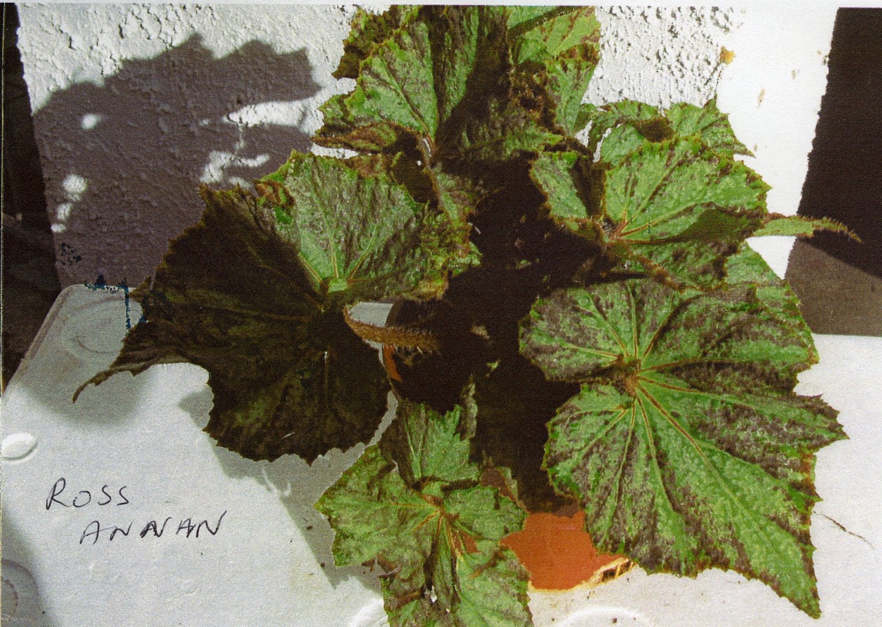 B. ‘Ross Annan’